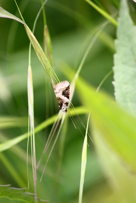 Microlepidottero da ID , forse Crambidae